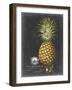 Royal Brookshaw Pineapple I-George Brookshaw-Framed Art Print