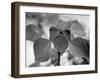 Royal Burgundy Leaves I-Nicole Katano-Framed Photo