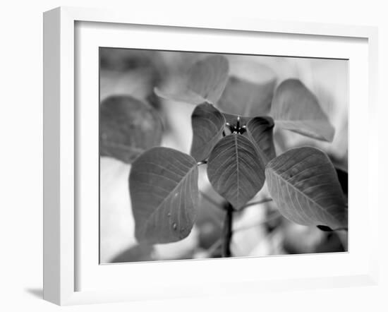 Royal Burgundy Leaves I-Nicole Katano-Framed Photo