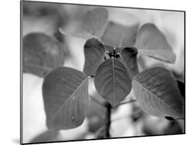 Royal Burgundy Leaves I-Nicole Katano-Mounted Photo