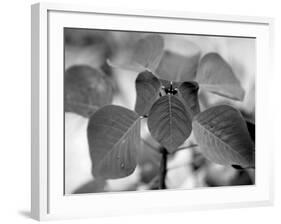 Royal Burgundy Leaves I-Nicole Katano-Framed Photo