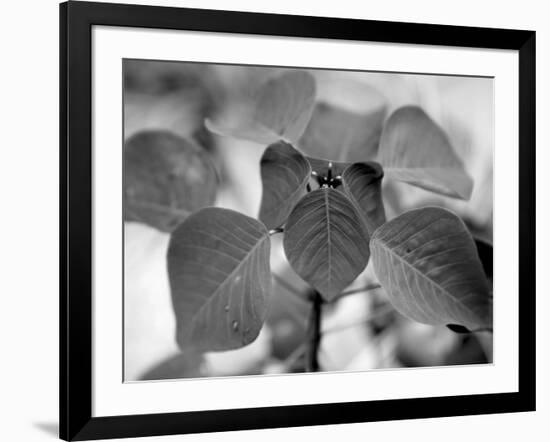 Royal Burgundy Leaves I-Nicole Katano-Framed Photo