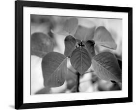 Royal Burgundy Leaves I-Nicole Katano-Framed Photo