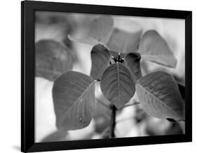 Royal Burgundy Leaves I-Nicole Katano-Framed Photo