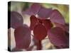 Royal Burgundy Leaves II-Nicole Katano-Stretched Canvas