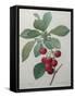 Royal Cherry-Pierre-Joseph Redoute-Framed Stretched Canvas