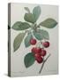Royal Cherry-Pierre-Joseph Redoute-Stretched Canvas
