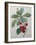 Royal Cherry-Pierre-Joseph Redoute-Framed Art Print