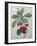 Royal Cherry-Pierre-Joseph Redoute-Framed Art Print