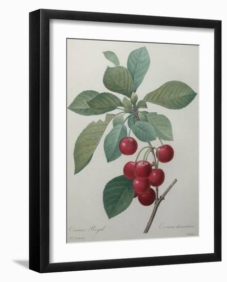 Royal Cherry-Pierre-Joseph Redoute-Framed Art Print