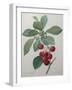 Royal Cherry-Pierre-Joseph Redoute-Framed Art Print