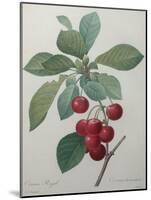 Royal Cherry-Pierre-Joseph Redoute-Mounted Art Print