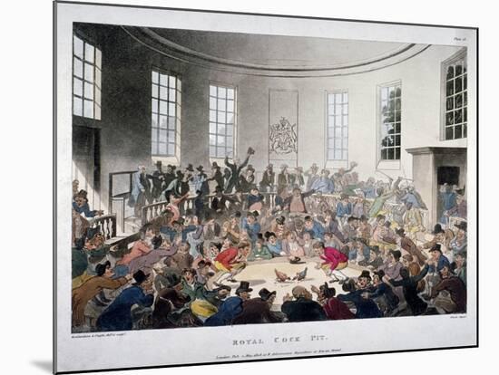 Royal Cock Pit, 1808-Augustus Charles Pugin-Mounted Giclee Print