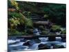 Royal Creek, OR-Frank Staub-Mounted Photographic Print