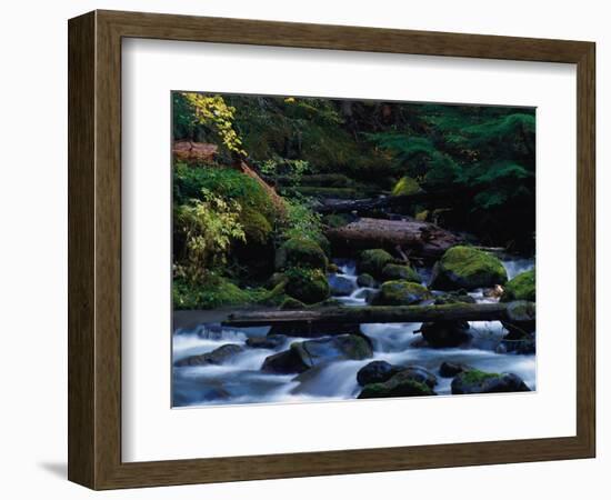 Royal Creek, OR-Frank Staub-Framed Photographic Print