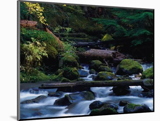 Royal Creek, OR-Frank Staub-Mounted Photographic Print