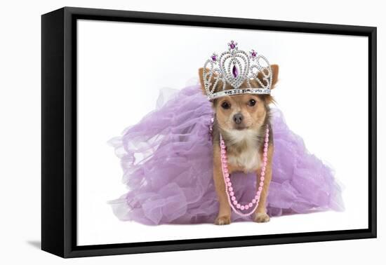 Royal Dog With Crown Isolated-vitalytitov-Framed Stretched Canvas