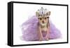 Royal Dog With Crown Isolated-vitalytitov-Framed Stretched Canvas