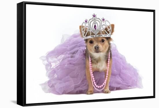 Royal Dog With Crown Isolated-vitalytitov-Framed Stretched Canvas