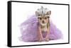 Royal Dog With Crown Isolated-vitalytitov-Framed Stretched Canvas