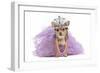 Royal Dog With Crown Isolated-vitalytitov-Framed Photographic Print