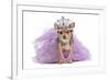 Royal Dog With Crown Isolated-vitalytitov-Framed Photographic Print