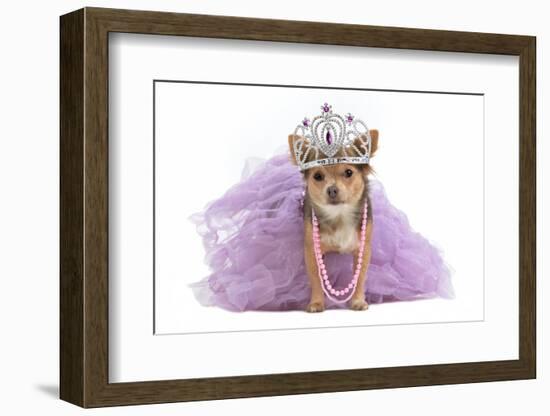 Royal Dog With Crown Isolated-vitalytitov-Framed Photographic Print