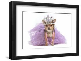 Royal Dog With Crown Isolated-vitalytitov-Framed Photographic Print