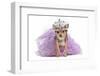 Royal Dog With Crown Isolated-vitalytitov-Framed Photographic Print