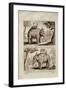 Royal Elephants, from 'Voyage Du Siam Des Peres Jesuites' by Guy Tachard, 1688-null-Framed Giclee Print