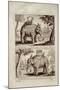 Royal Elephants, from 'Voyage Du Siam Des Peres Jesuites' by Guy Tachard, 1688-null-Mounted Giclee Print