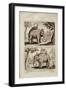 Royal Elephants, from 'Voyage Du Siam Des Peres Jesuites' by Guy Tachard, 1688-null-Framed Giclee Print