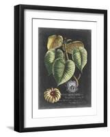 Royal Foliage I-Vision Studio-Framed Art Print