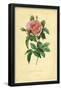Royal French Rose-null-Framed Poster