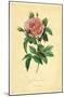 Royal French Rose-null-Mounted Poster