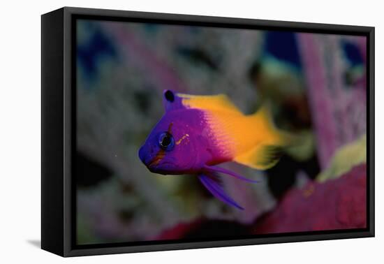 Royal Gramma or Fairy Basslet. (Gramma Loreto) Caribbean-Reinhard Dirscherl-Framed Stretched Canvas