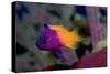 Royal Gramma or Fairy Basslet. (Gramma Loreto) Caribbean-Reinhard Dirscherl-Stretched Canvas