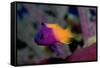 Royal Gramma or Fairy Basslet. (Gramma Loreto) Caribbean-Reinhard Dirscherl-Framed Stretched Canvas