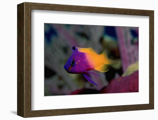 Royal Gramma or Fairy Basslet. (Gramma Loreto) Caribbean-Reinhard Dirscherl-Framed Photographic Print