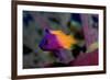 Royal Gramma or Fairy Basslet. (Gramma Loreto) Caribbean-Reinhard Dirscherl-Framed Photographic Print