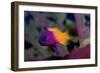 Royal Gramma or Fairy Basslet. (Gramma Loreto) Caribbean-Reinhard Dirscherl-Framed Photographic Print