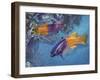 Royal Gramma or Fairy Basslet (Gramma Loreto), Grammatidae-null-Framed Giclee Print