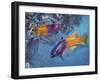 Royal Gramma or Fairy Basslet (Gramma Loreto), Grammatidae-null-Framed Giclee Print