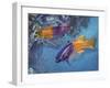 Royal Gramma or Fairy Basslet (Gramma Loreto), Grammatidae-null-Framed Giclee Print