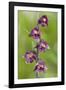 Royal Helleborine Orchid-null-Framed Photographic Print