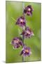 Royal Helleborine Orchid-null-Mounted Photographic Print