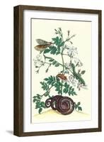 Royal Jasmine with an Amazon Tree Boa and an Ello Sphinx Moth-Maria Sibylla Merian-Framed Art Print