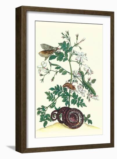 Royal Jasmine with an Amazon Tree Boa and an Ello Sphinx Moth-Maria Sibylla Merian-Framed Art Print