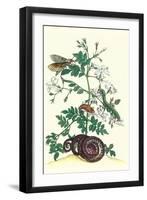 Royal Jasmine with an Amazon Tree Boa and an Ello Sphinx Moth-Maria Sibylla Merian-Framed Art Print