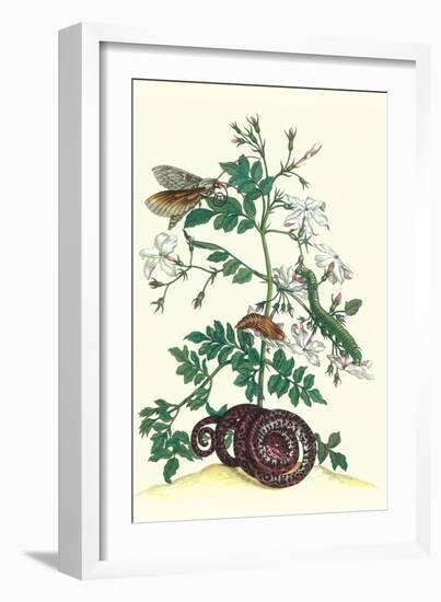 Royal Jasmine with an Amazon Tree Boa and an Ello Sphinx Moth-Maria Sibylla Merian-Framed Art Print